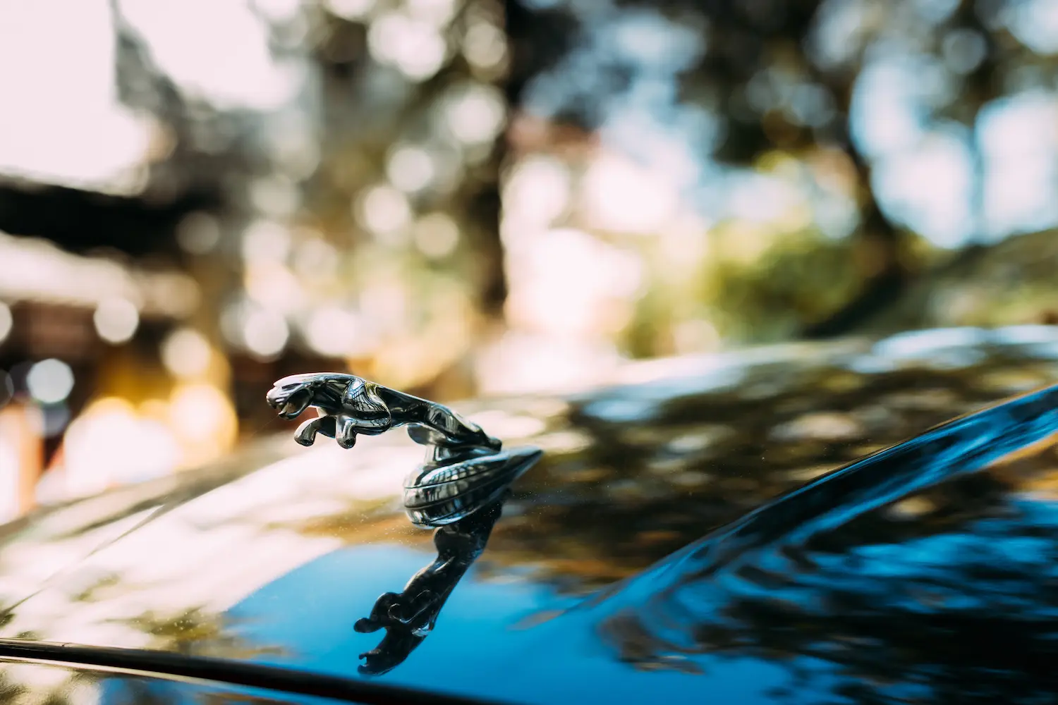 jaguar